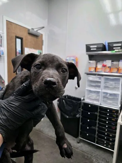 A young small-sized female American Staffordshire Terrier dog named B Minerva for adoption in North Charleston, SC
