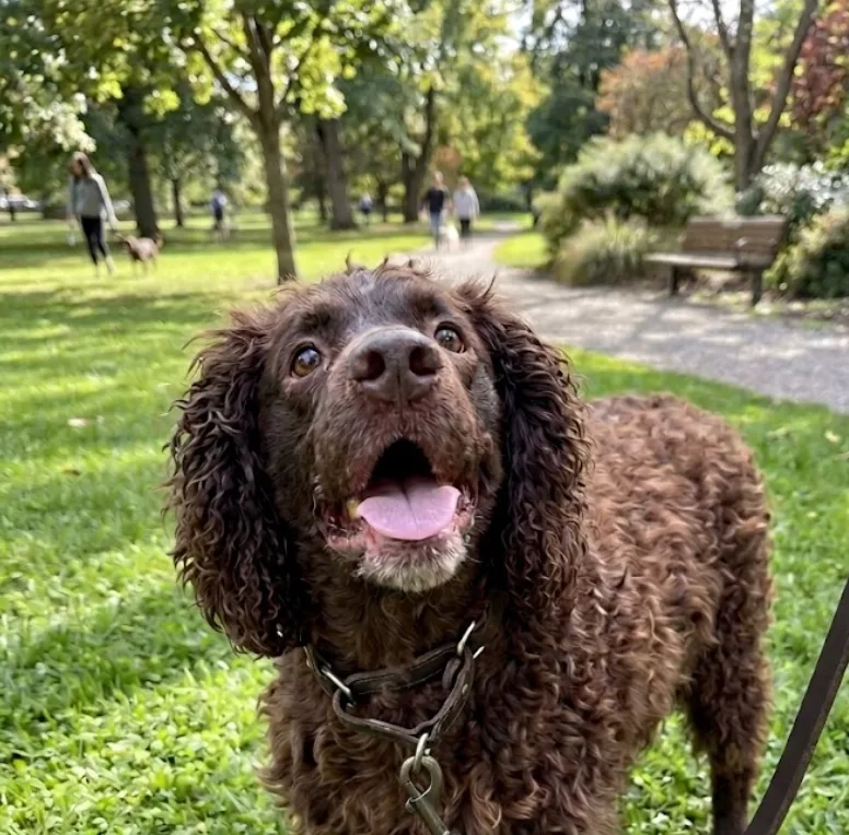 An adult medium-sized male Brown American Water Spaniel dog named Walter for adoption
