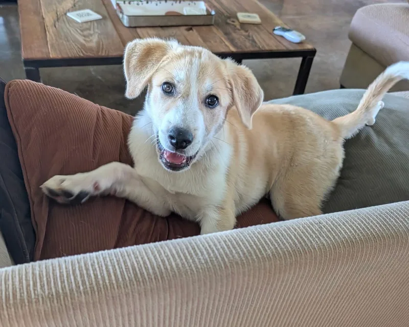 A baby medium-sized male Labrador Retriever dog named Luke for adoption