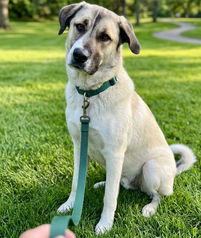 An adult extra large-sized male Beige Anatolian Shepherd dog named Carmine for adoption