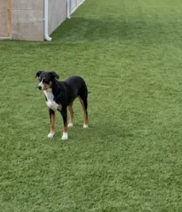 An adult large-sized male Black Appenzell Mountain Dog dog named Jackson for adoption