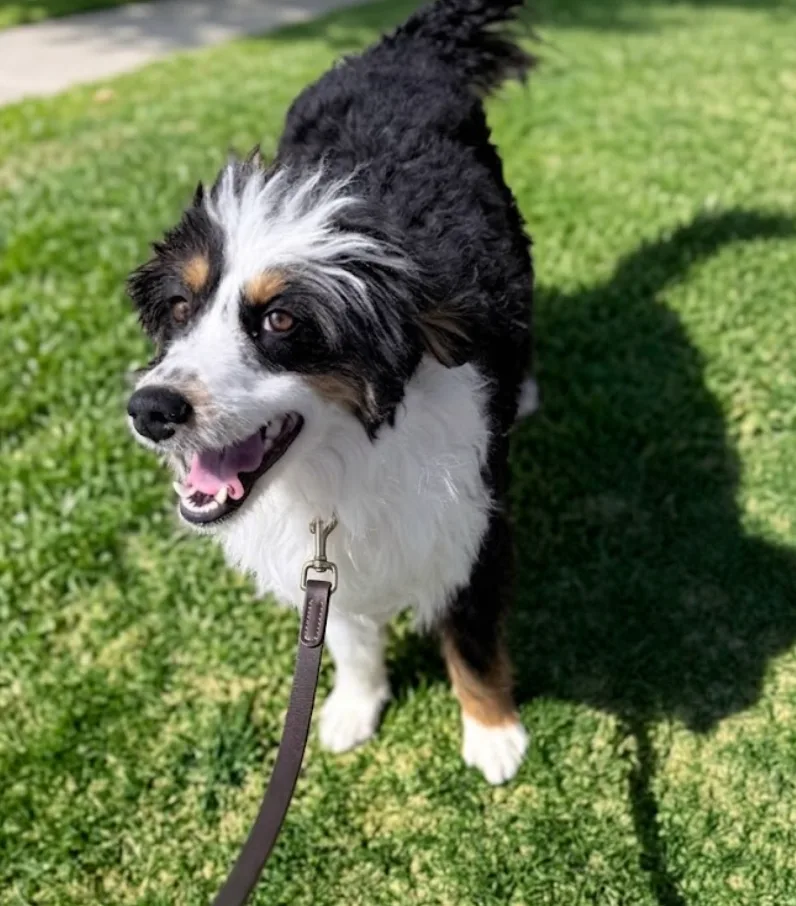 A young medium-sized unknown Black Aussiedoodle dog named Gumbo for adoption