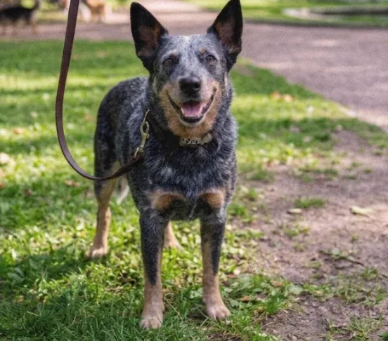 An adult medium-sized male Black Australian Cattle Dog / Blue Heeler dog named Horace for adoption