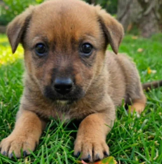 A baby small-sized female Australian Kelpie dog named Muffins for adoption