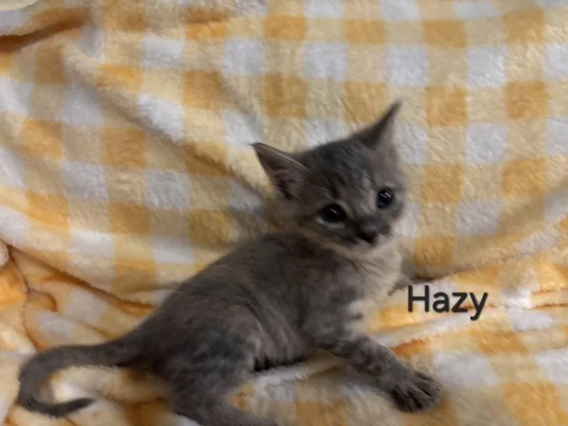 A baby medium-sized female Tabby cat named Hazy for adoption in Montgomery, TX