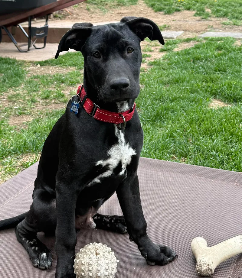 A young medium-sized male Black Labrador Retriever dog named Colton for adoption in Sheboygan, WI