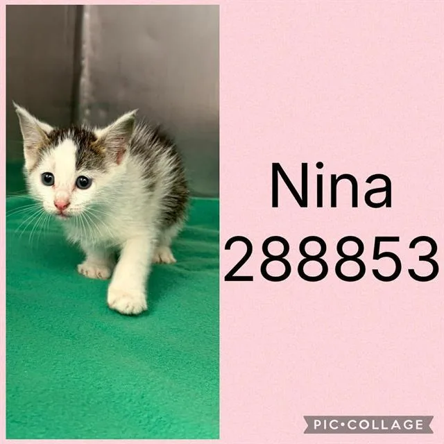 A baby small-sized female Domestic Short Hair cat named Nina for adoption in Macon, GA