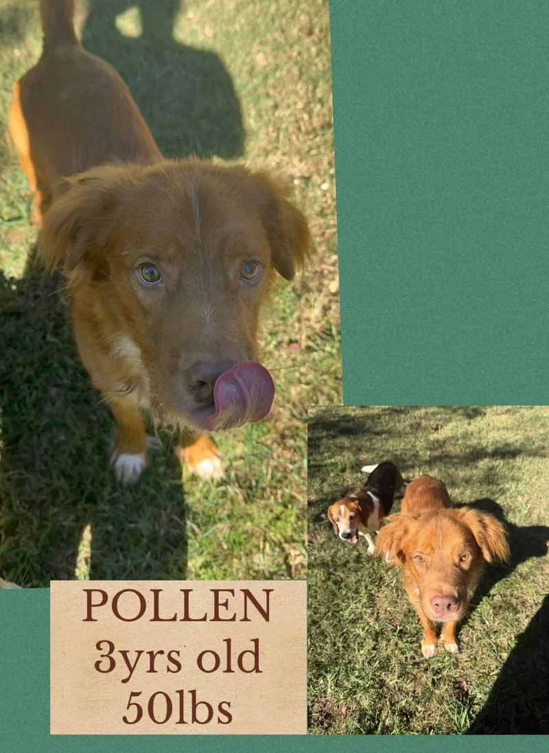 An adult medium-sized male Mixed Breed dog named Pollen for adoption in Holbrook, NY