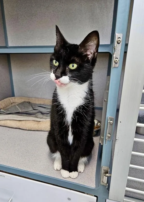A senior medium-sized female Domestic Short Hair cat named Olivia for adoption in Skillman, NJ