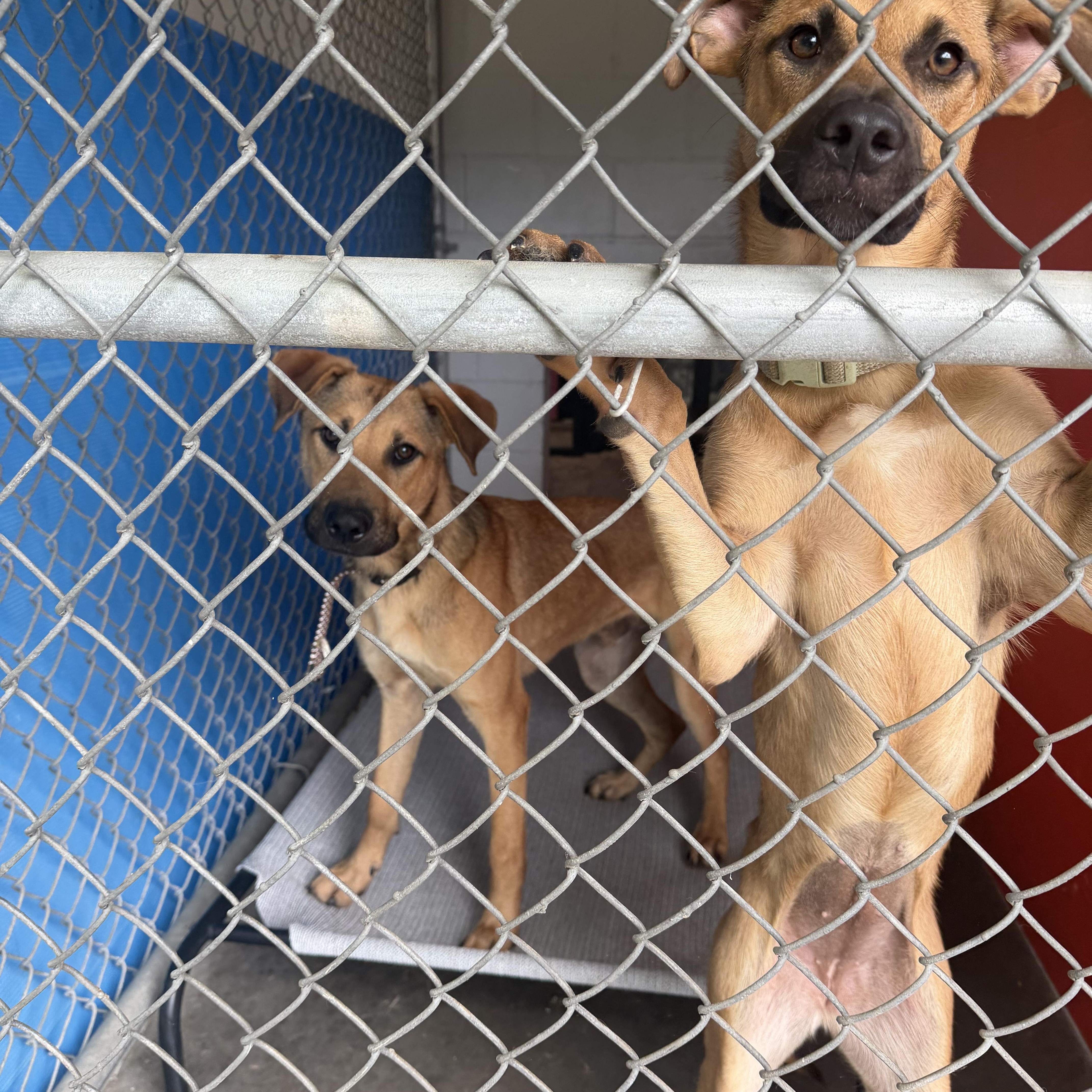 A young large-sized male Golden Shepherd dog named Jack for adoption in Cumberland, RI