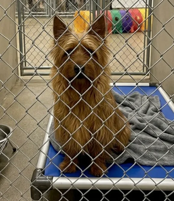 An adult small-sized male black Australian Terrier dog named Maury for adoption