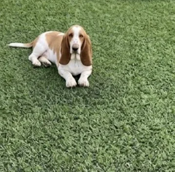 An adult medium-sized male Brown Basset Hound dog named Willy for adoption