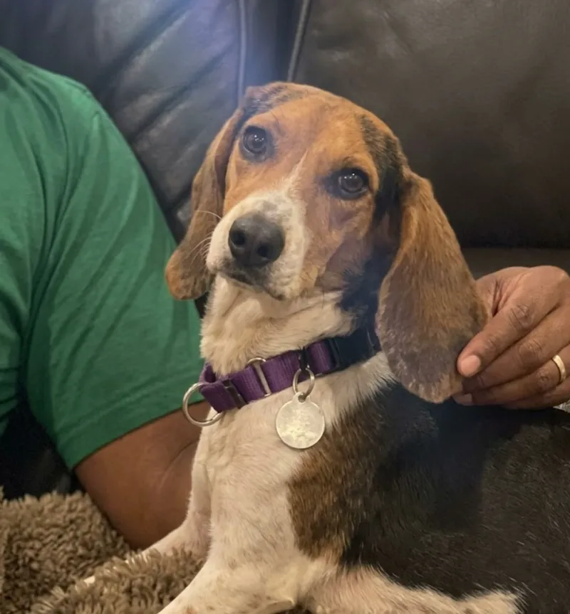 A young small-sized male Black Beagle dog named Joe Cool for adoption