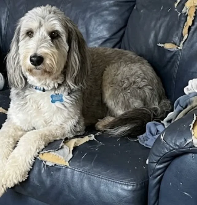 An adult medium-sized male Grey Bearded Collie dog named Root Beer for adoption
