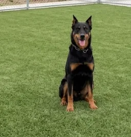 An adult large-sized female Black Beauceron dog named Candice for adoption