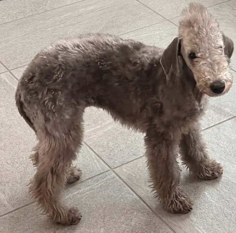 A baby small-sized female Grey Bedlington Terrier dog named Arlene for adoption
