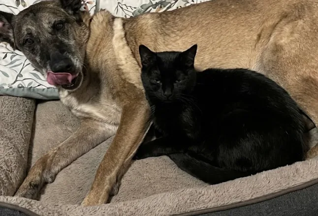 An adult medium-sized female Tan Belgian Shepherd / Malinois dog named Carla for adoption