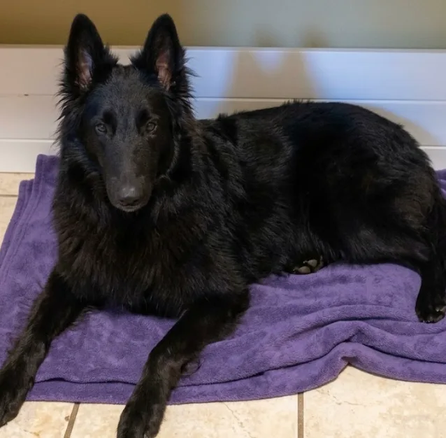 An adult large-sized female Black Belgian Shepherd / Sheepdog dog named Glenda for adoption