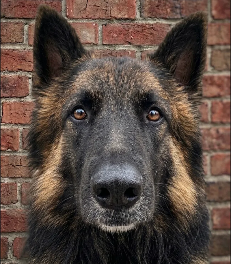 An adult large-sized male Black Belgian Shepherd / Tervuren dog named Charles for adoption