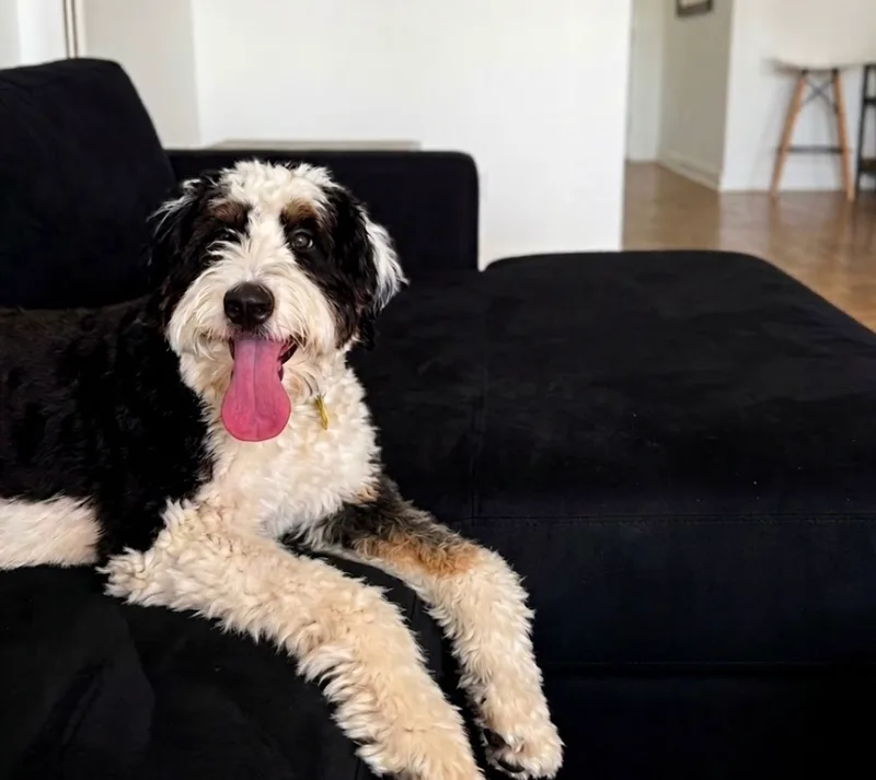 An adult large-sized male Black Bernedoodle dog named Bernie for adoption