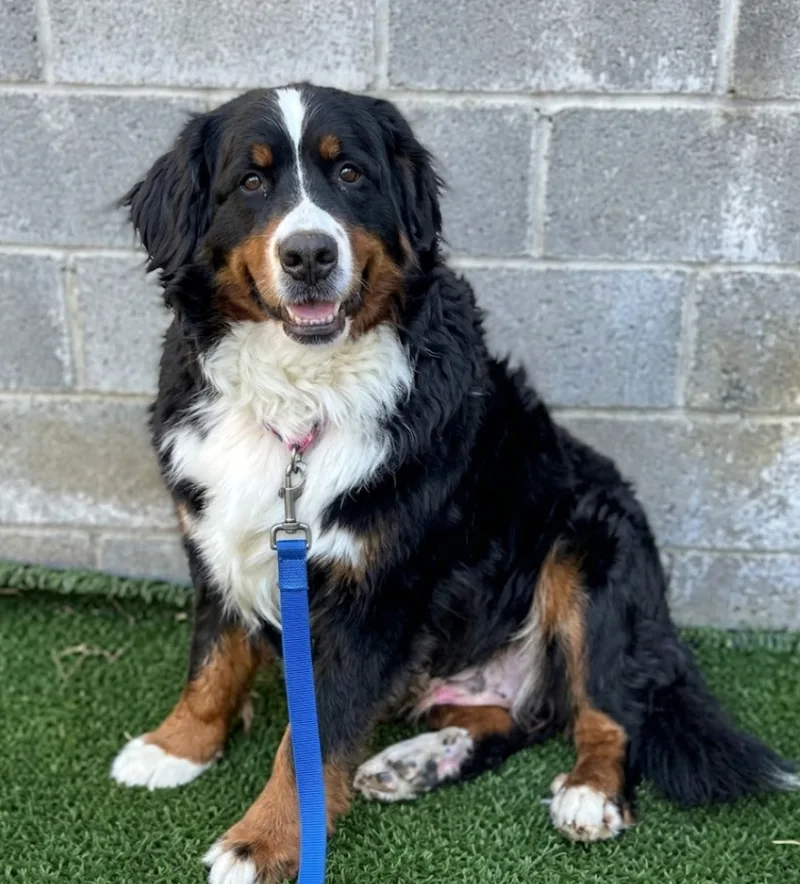 An adult large-sized female Black Bernese Mountain Dog dog named Luna for adoption