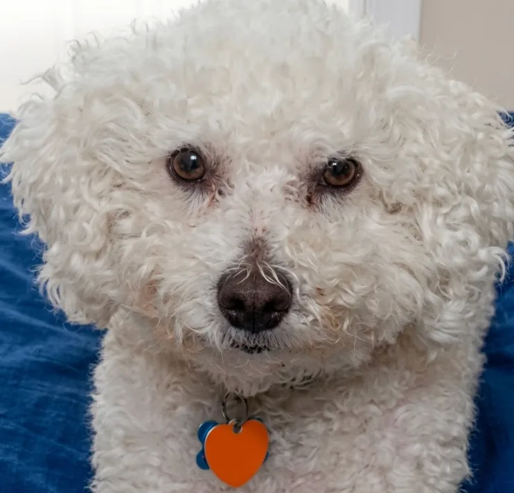 An adult small-sized male White Bichon Frise dog named Crumble for adoption