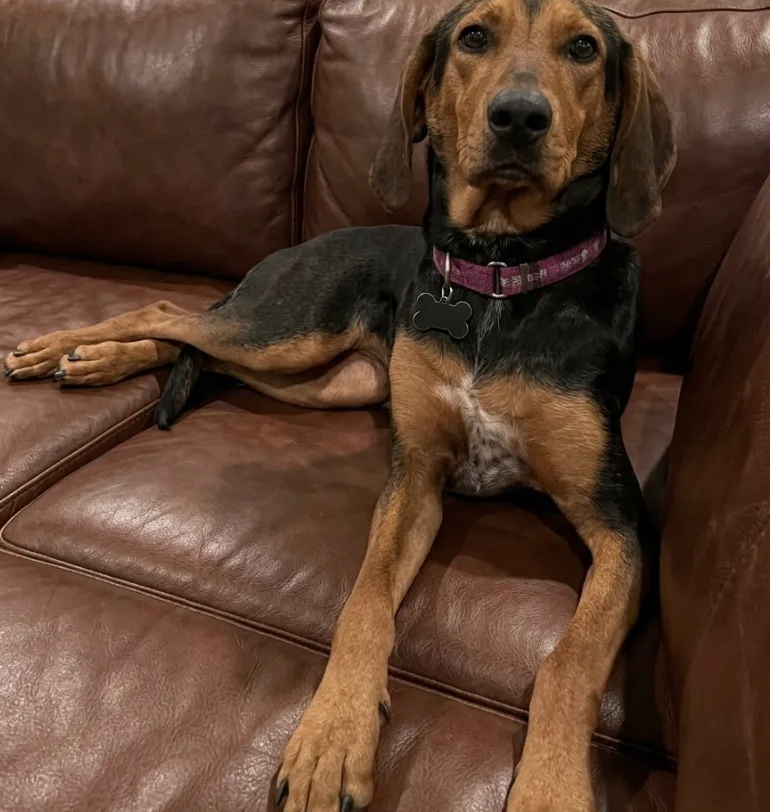 A young large-sized female Black and Tan Coonhound dog named Linda for adoption
