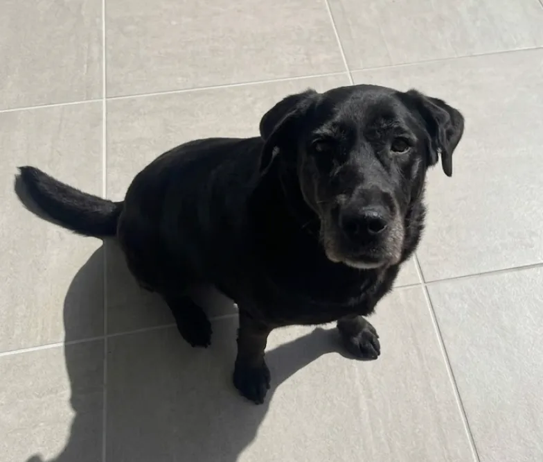 An adult large-sized female Black Labrador Retriever dog named Moriah for adoption