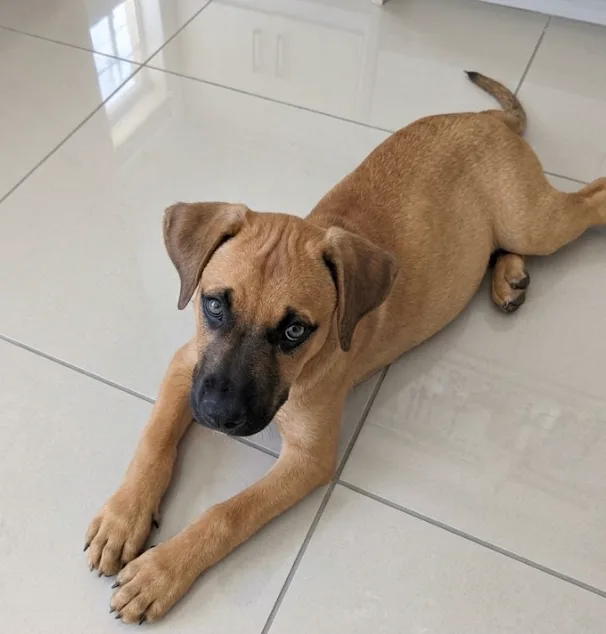 A baby small-sized male Black Mouth Cur dog named Benji for adoption