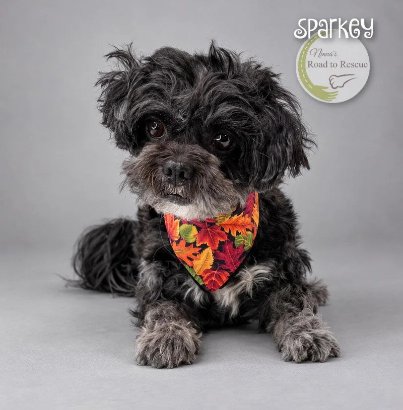An adult small-sized male Shih Tzu dog named Sparkey for adoption in Benton, LA
