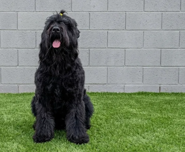 An adult extra large-sized male Black Russian Terrier dog named Vlad for adoption