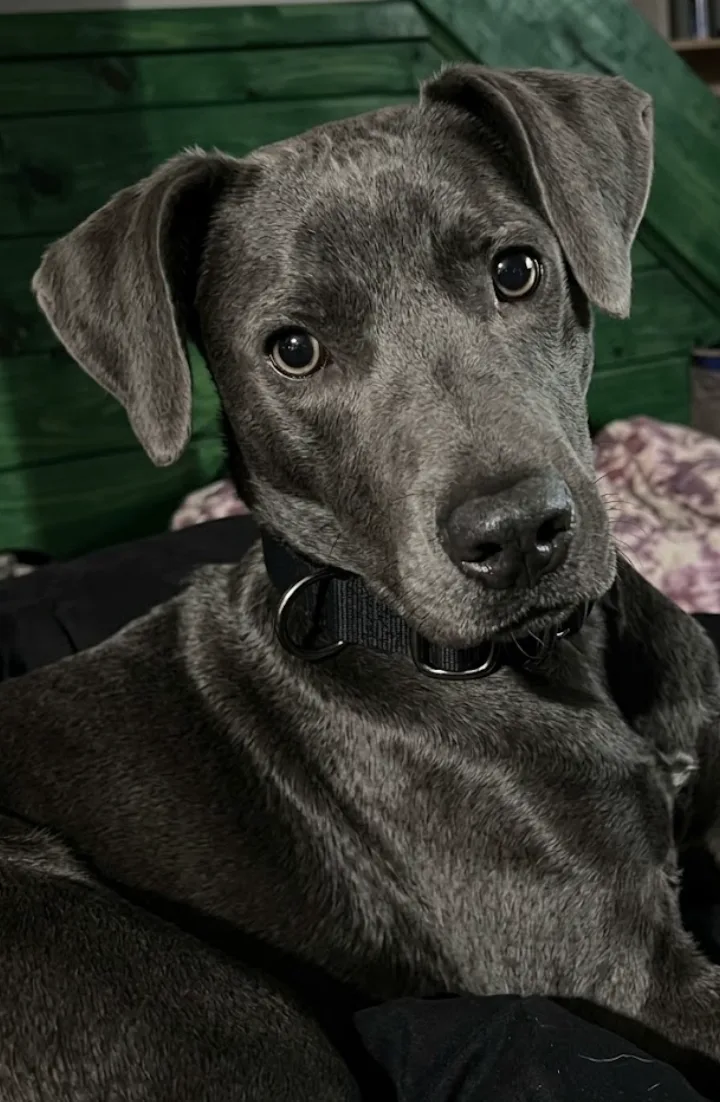 A young medium-sized male Grey Blue Lacy dog named Bobby for adoption