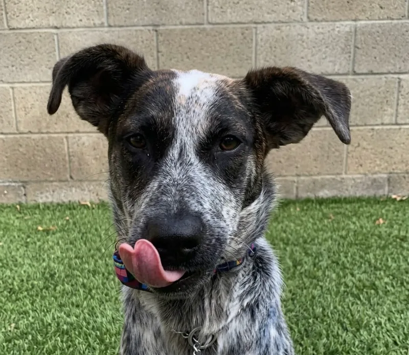 An adult medium-sized male Merle Bluetick Coonhound dog named Shaggy for adoption