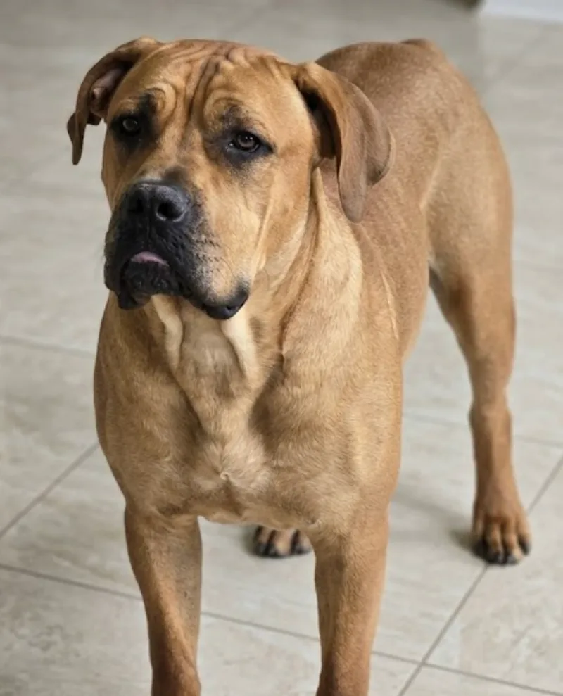 An adult extra large-sized male Boerboel dog named Garth for adoption