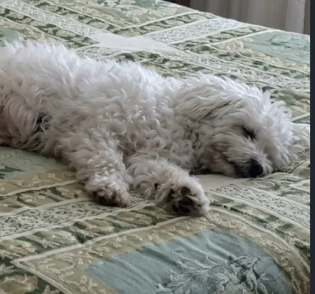 A young small-sized male White Bolognese dog named Prince for adoption