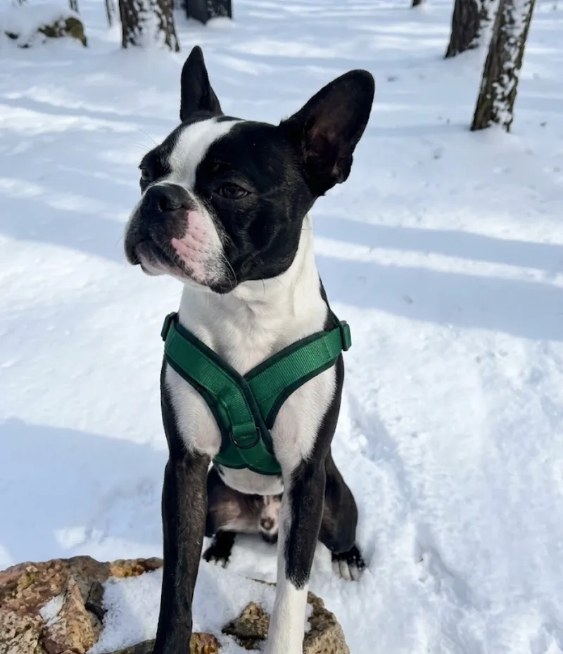 A young small-sized male Black Boston Terrier dog named James for adoption
