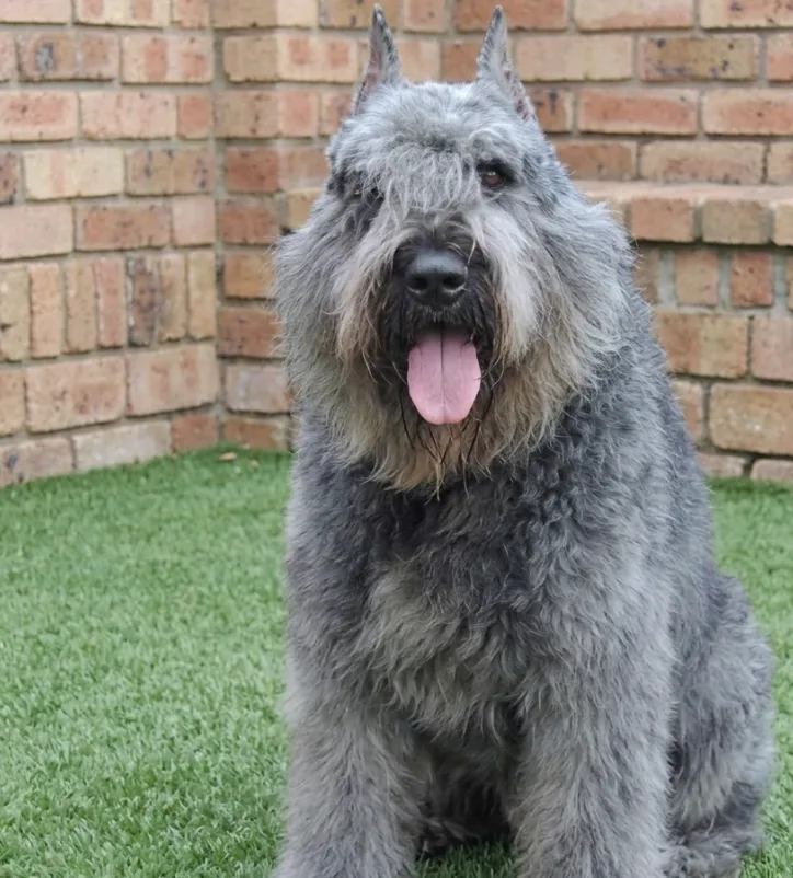An adult large-sized male Grey Bouvier des Flandres dog named Mr Floofers for adoption