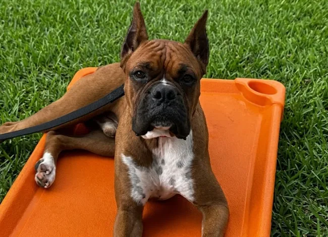 An adult large-sized male Brown Boxer dog named Herbert for adoption