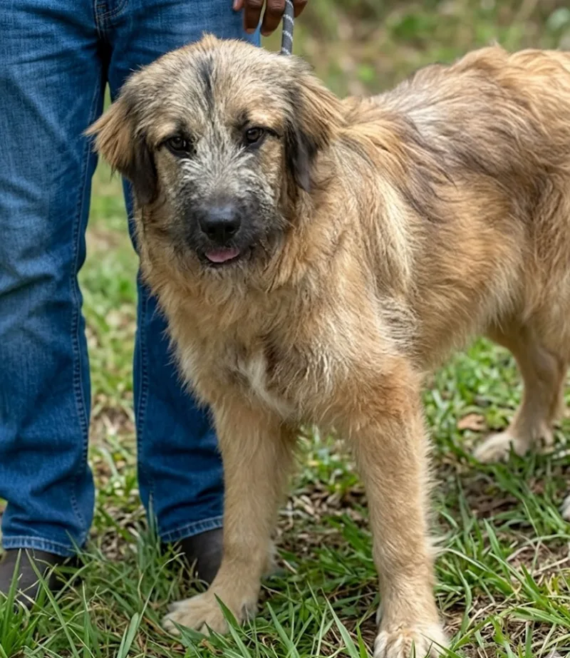 A baby medium-sized female Tan Briard dog named Shin for adoption