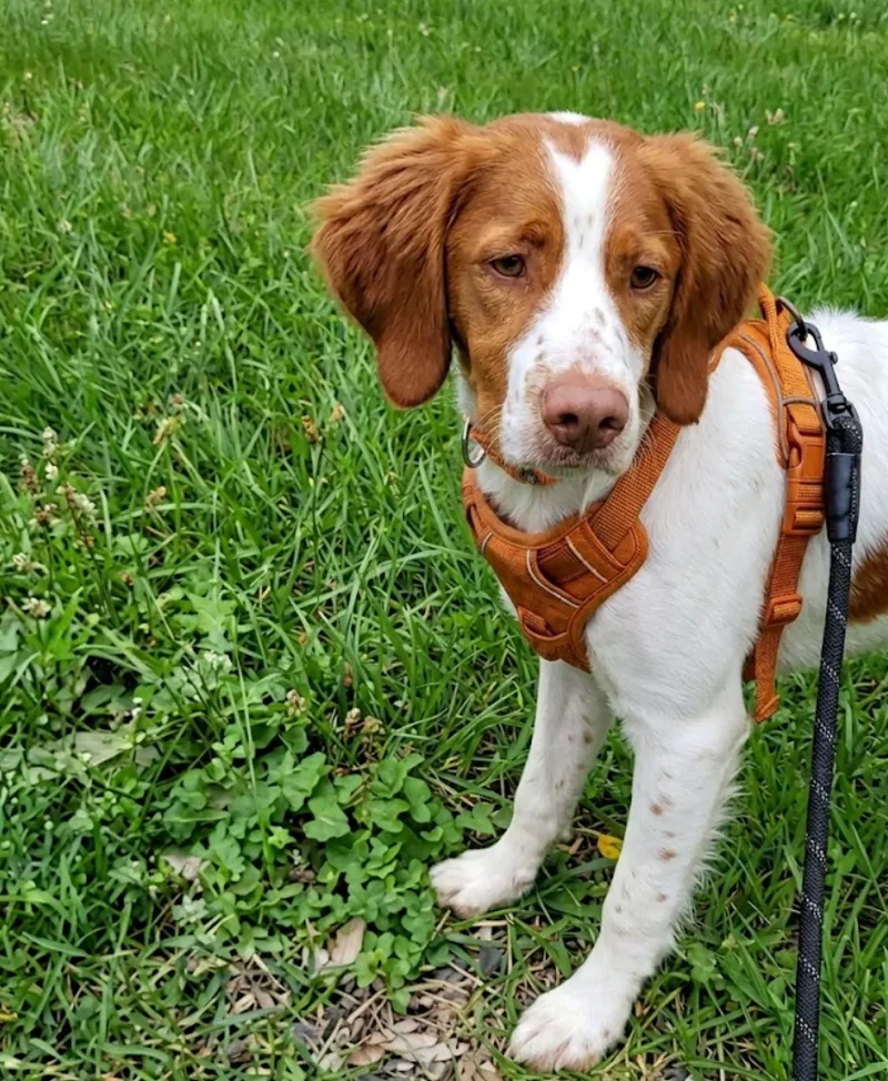 A young medium-sized female White Brittany Spaniel dog named Tangerine for adoption