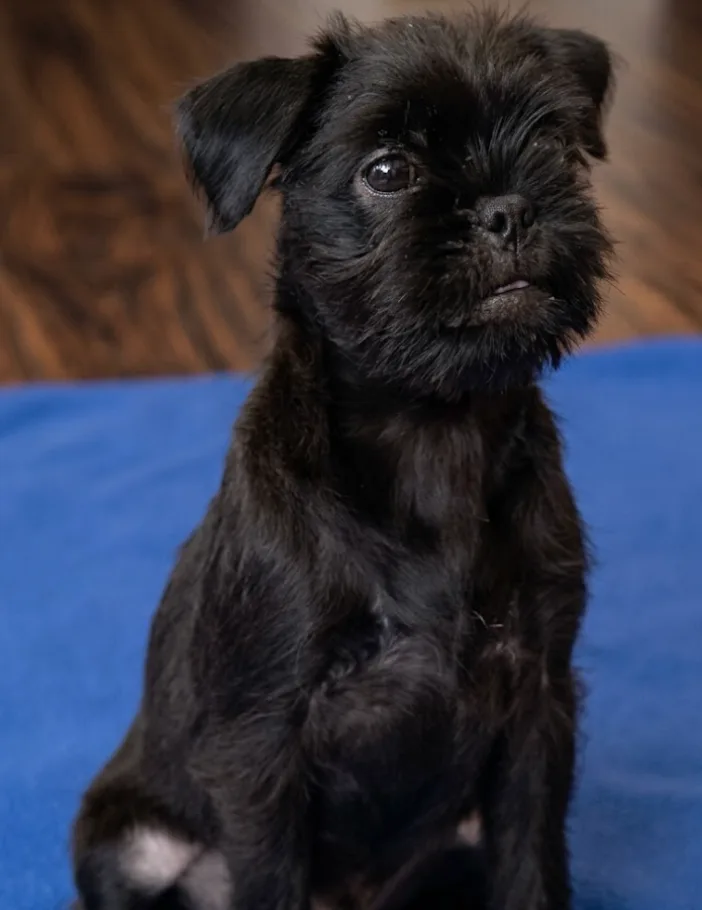 A baby small-sized male Brussels Griffon dog named BooBoo for adoption