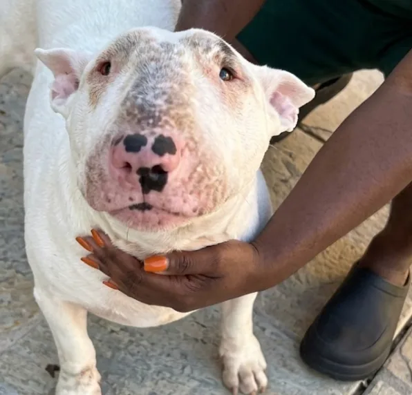 An adult large-sized male Bull Terrier dog named Walllace for adoption