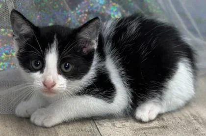 An adult small-sized female Domestic Short Hair cat named Cookie Dough for adoption in Shreveport, LA