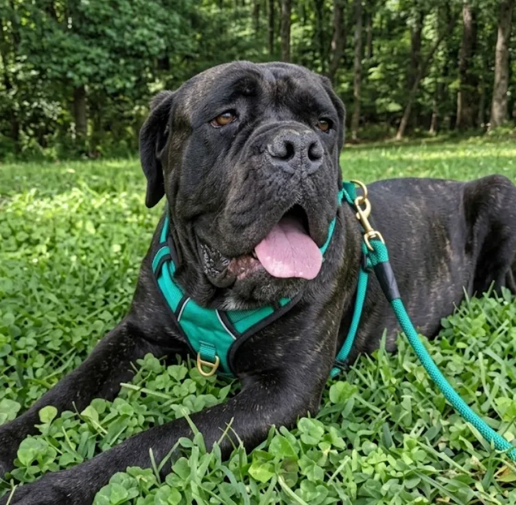 An adult extra large-sized male Black Bullmastiff dog named Hermes for adoption