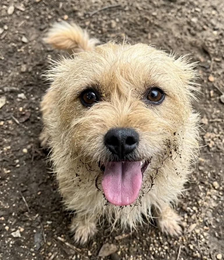 A young small-sized male Tan Cairn Terrier dog named Scruffles for adoption