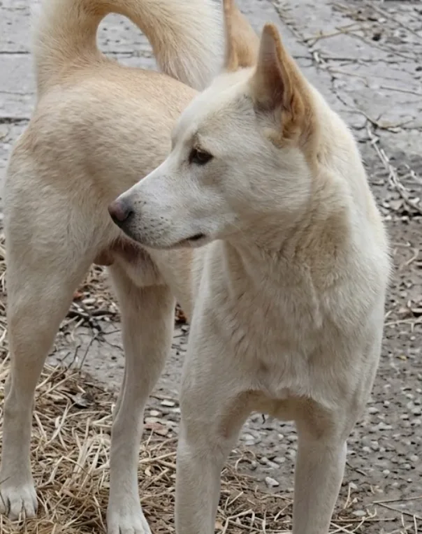 An adult medium-sized male White Canaan Dog dog named Merick for adoption