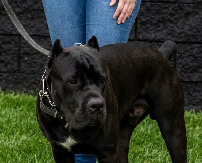 An adult large-sized male Black Cane Corso dog named Jasmine for adoption
