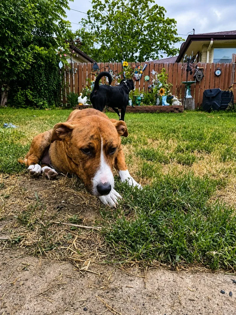 An adult medium-sized female Brindle Mixed Breed dog named Sadie Mae for adoption in Kenosha, WI