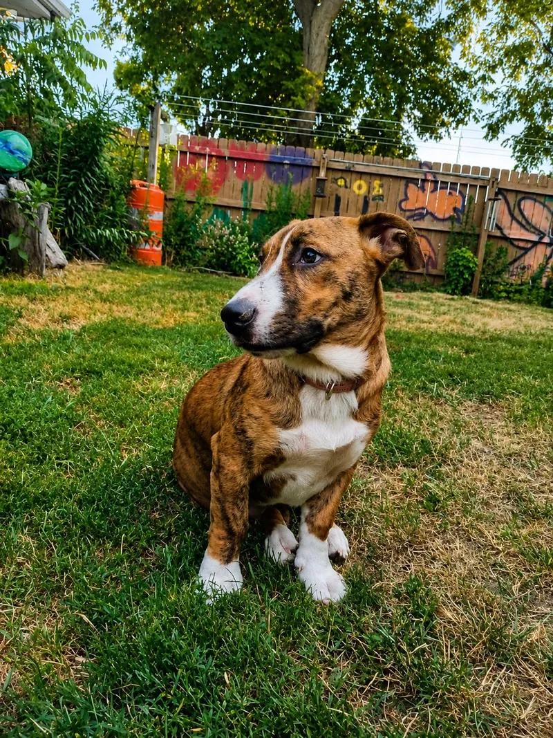 Sadie Mae thumbnail 2
