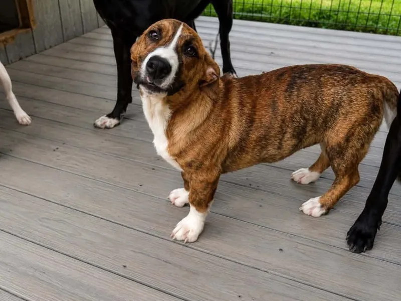 Sadie Mae thumbnail 3